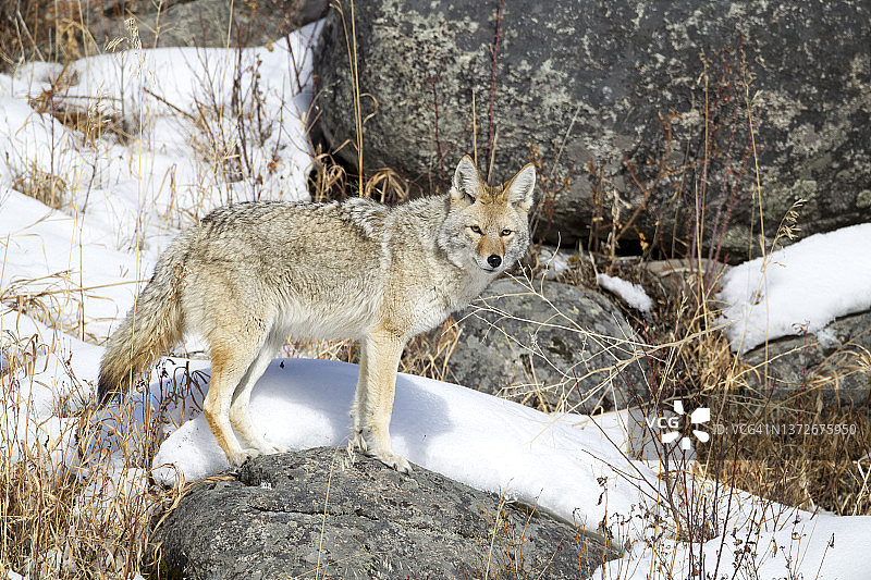 冬季的郊狼图片素材