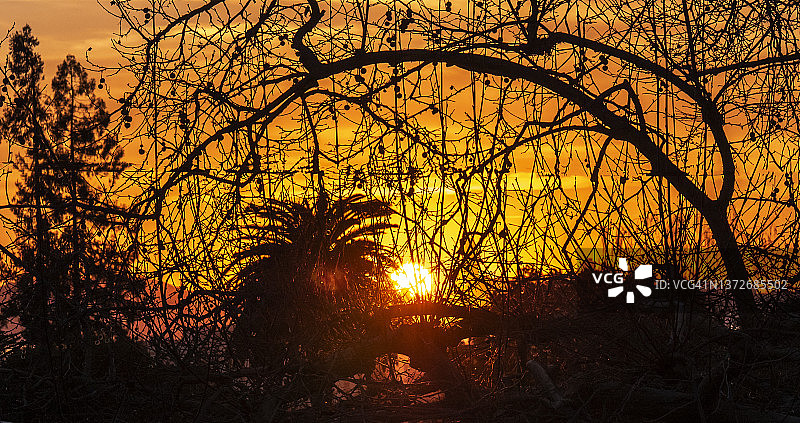 透过树枝的日落图片素材