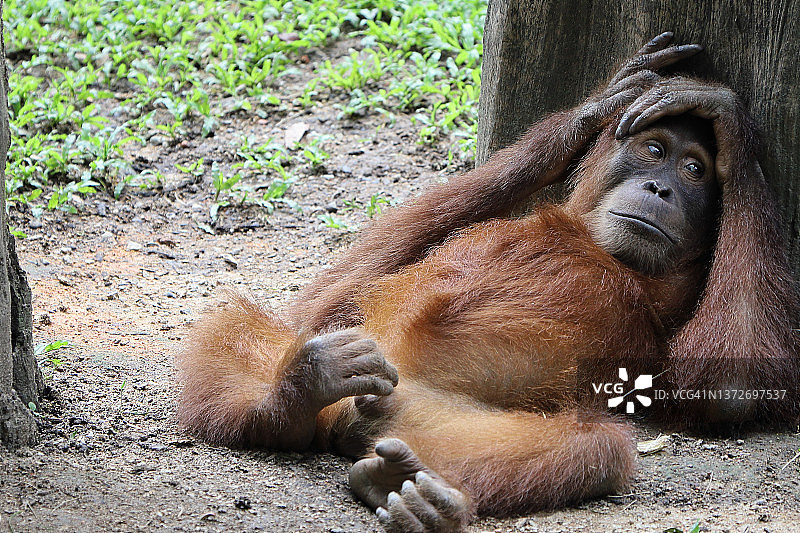 我的天啊系列图片素材