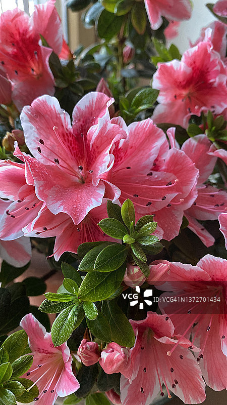 盛开的杜鹃花图片素材