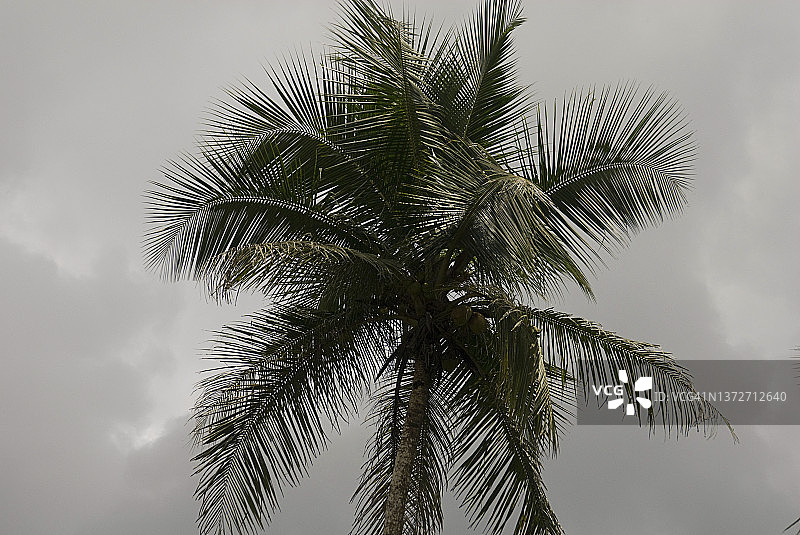 西非利比里亚热带雨林中的椰子树图片素材