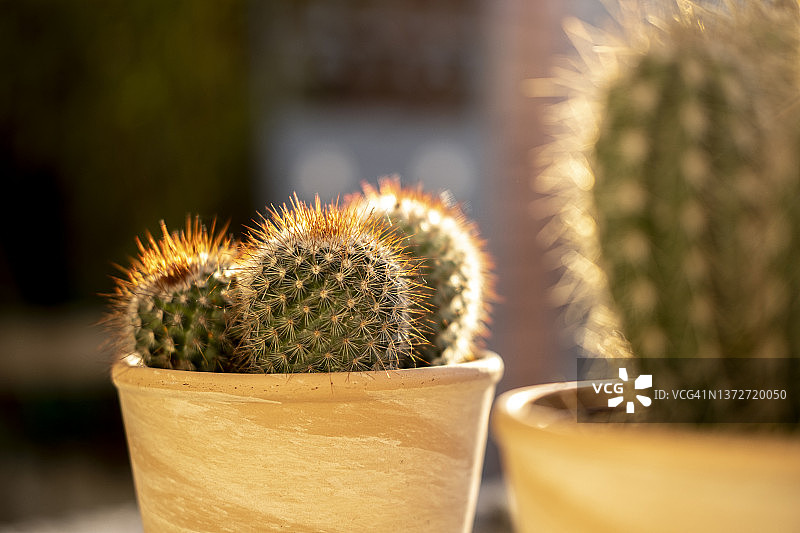 肉质植物图片素材
