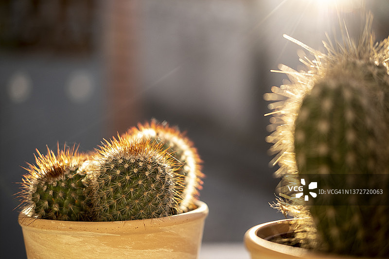 肉质植物图片素材