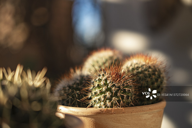 肉质植物图片素材