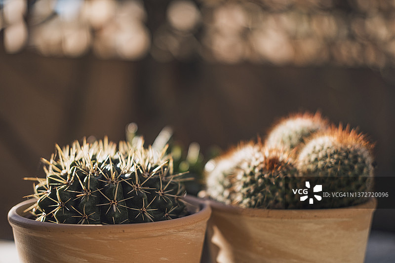 肉质植物图片素材