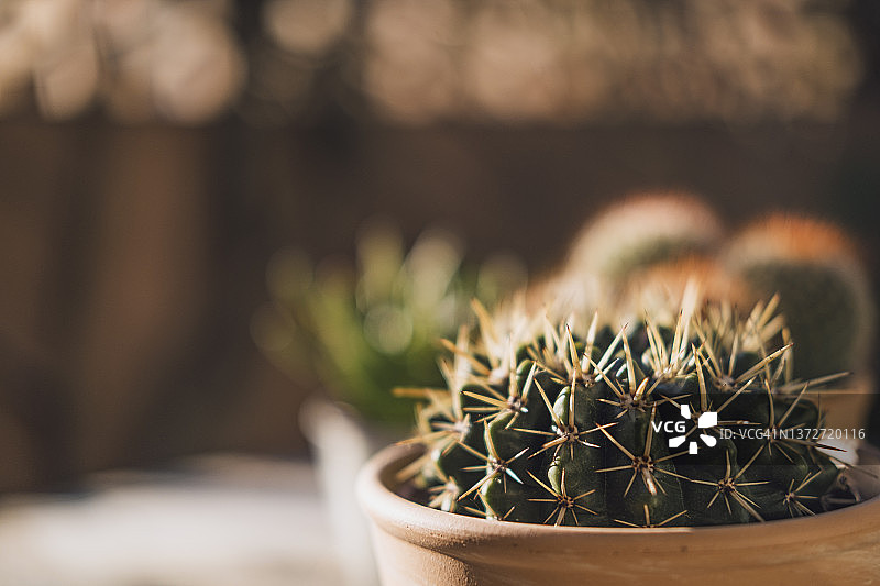 肉质植物图片素材