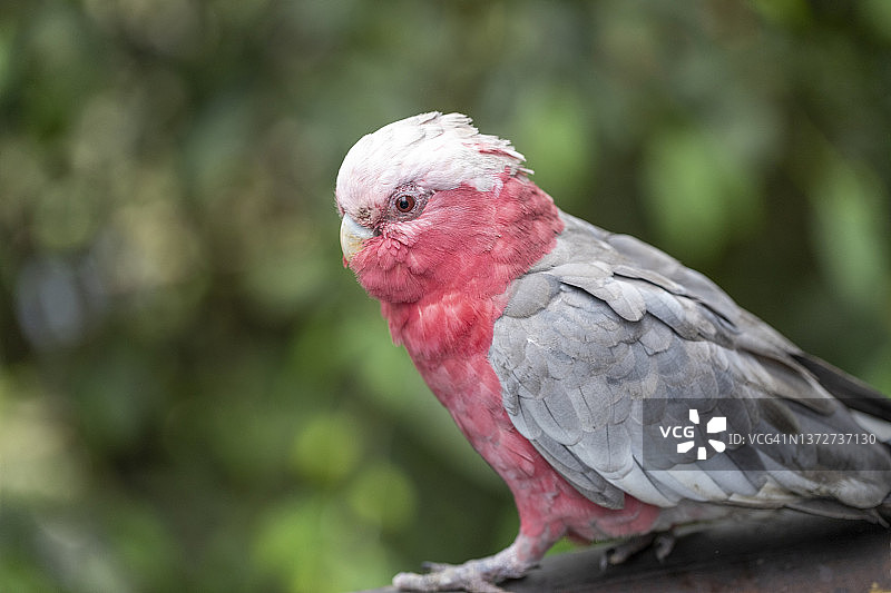 凤头鹦鹉图片素材