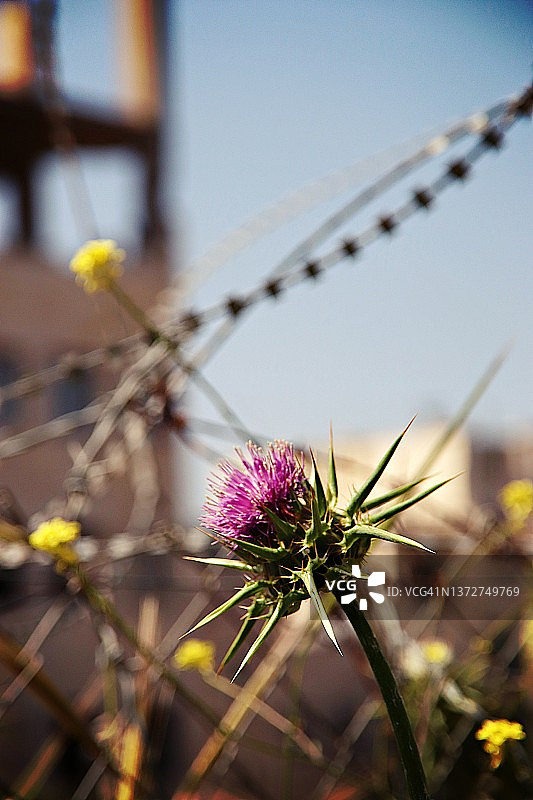 背景带刺铁丝网的蓟图片素材