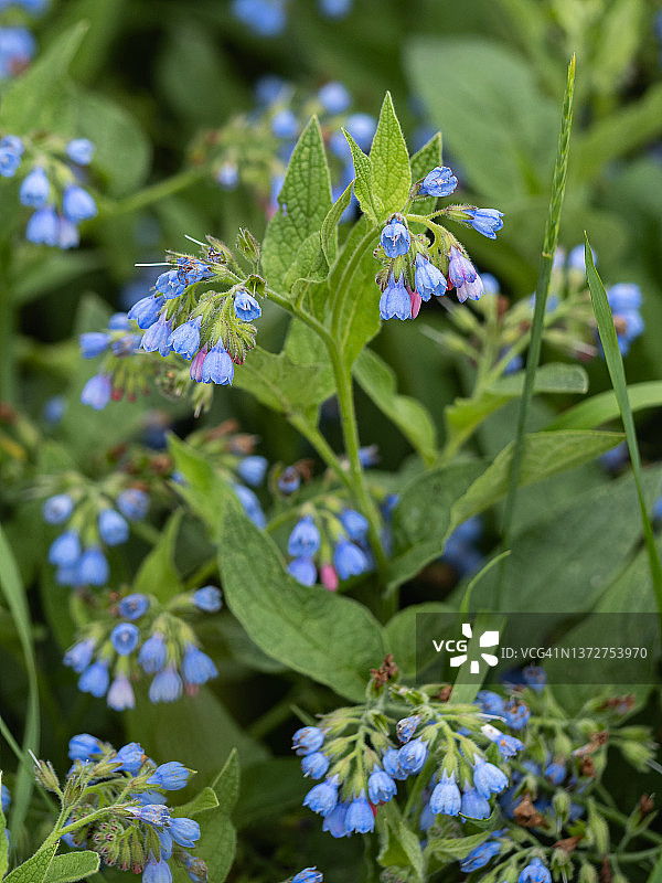 夏季草本植物上的蓝色小铃铛花特写图片素材