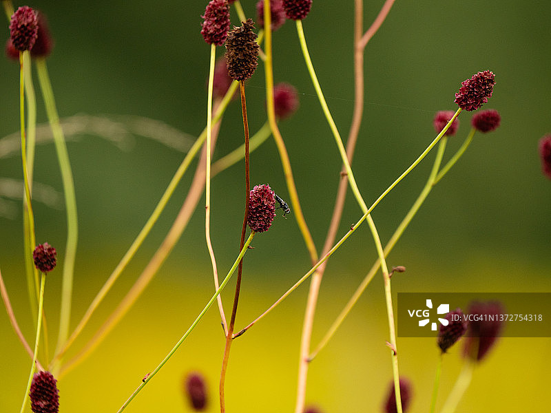 夏季草甸上的地榆图片素材