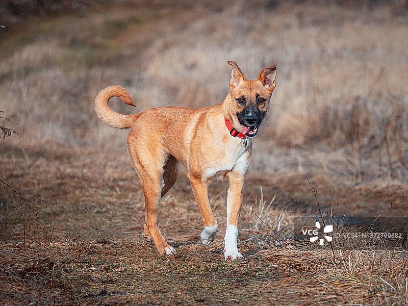 阳光明媚的日子里站在秋日草地上的红毛混种犬图片素材