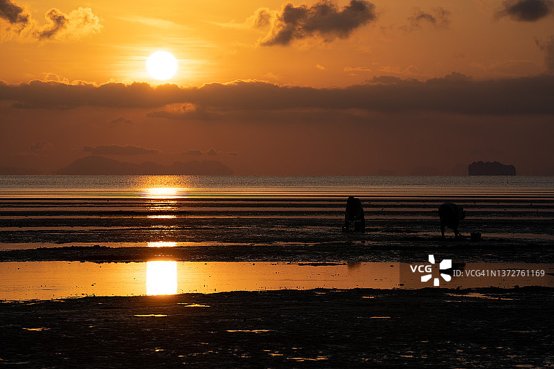日出时分，村民在退潮时挖掘贝类，远处是山图片素材