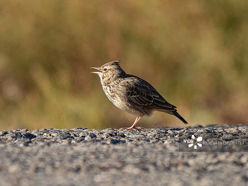 路面上伫立的棕色鸟类特写：凤头百灵图片素材