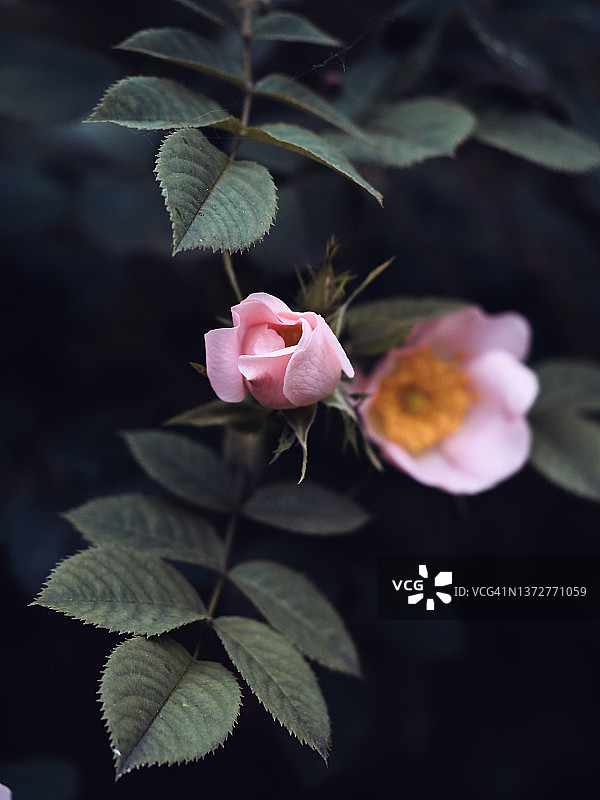 深绿色树叶背景上的粉色野玫瑰花特写图片素材