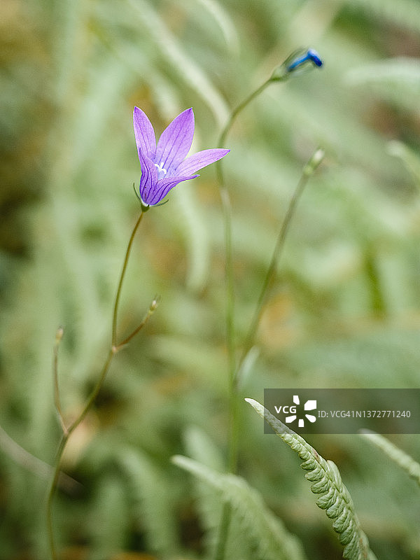 夏季森林中的紫色风铃草特写图片素材