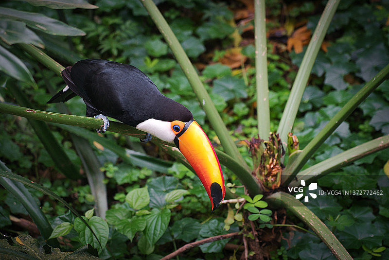 鸟类公园里的巨嘴鸟2图片素材