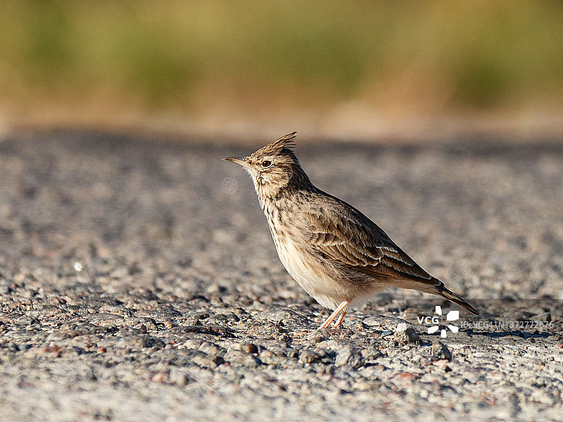 路面上伫立的棕色鸟类特写：凤头百灵图片素材