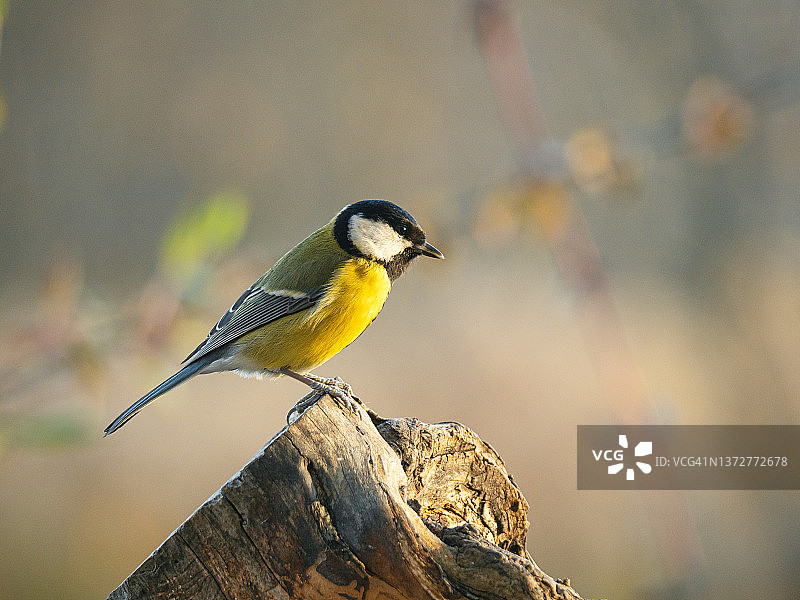 大山雀栖息在木头上，秋季背景虚化特写图片素材