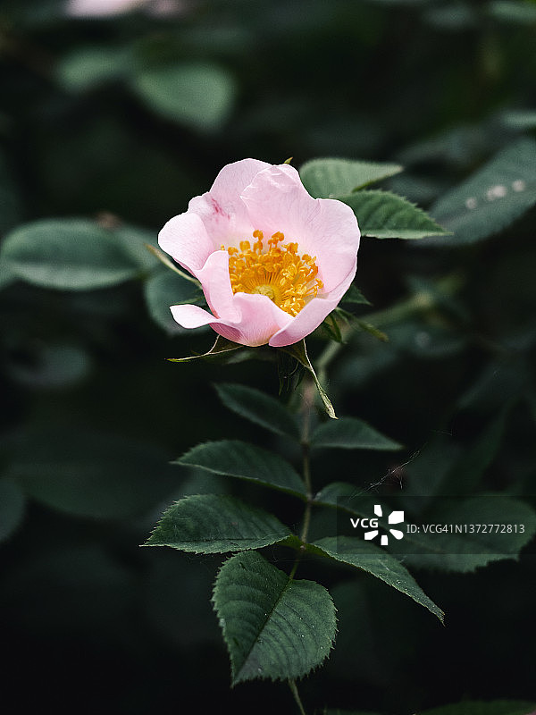 深绿色树叶背景上的粉色野玫瑰花特写图片素材