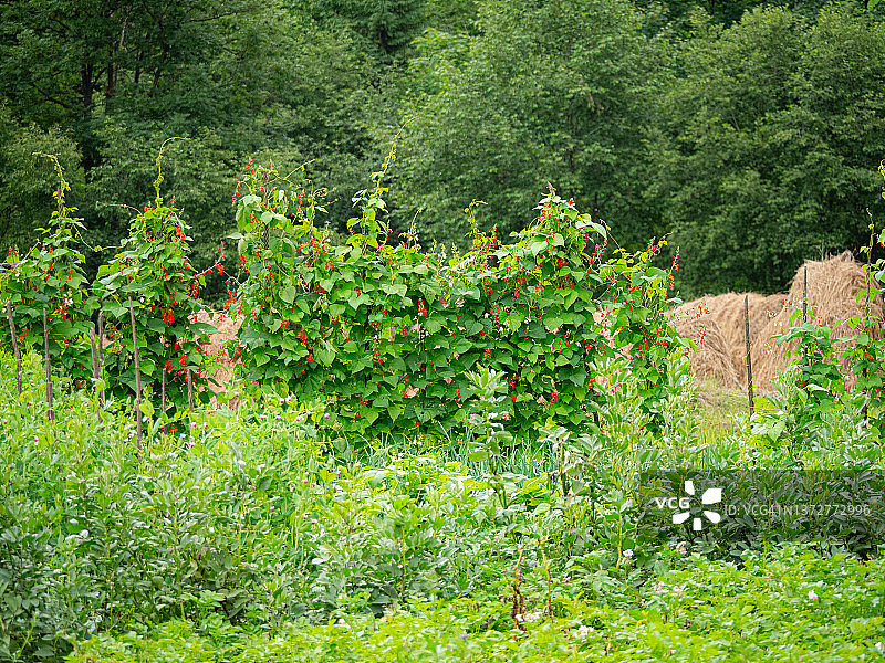 花园里盛开的豆子图片素材