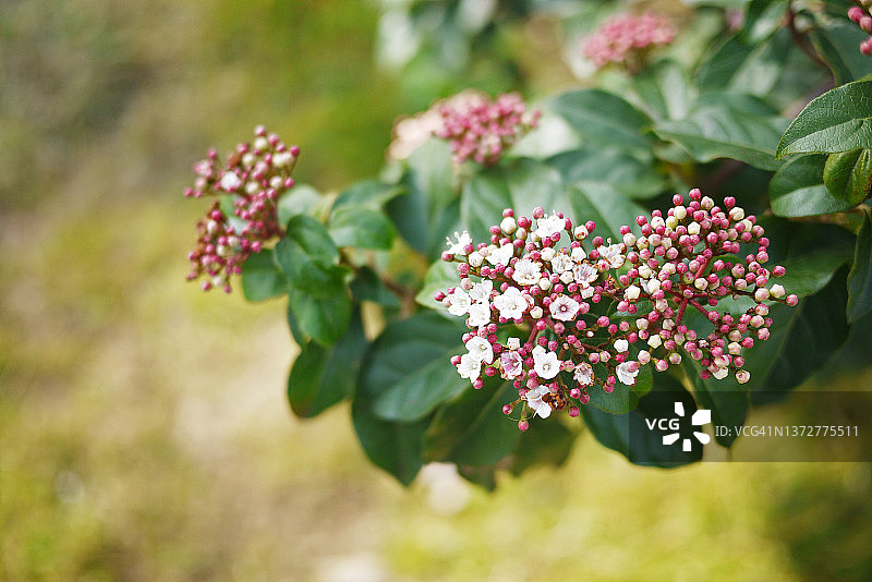 荚蒾的开花枝图片素材