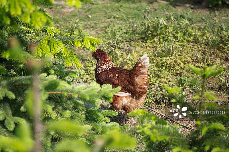 花园里的鸡图片素材