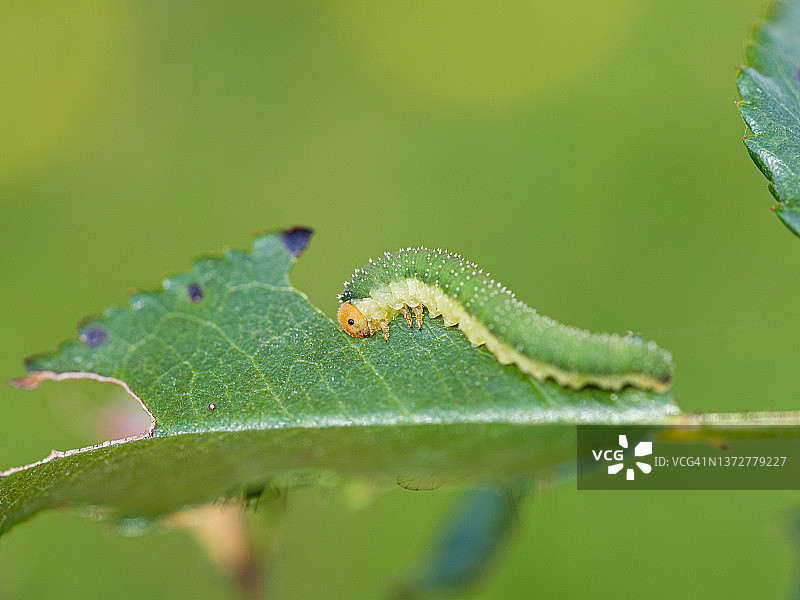 模糊背景下，新鲜玫瑰叶上的绿色毛毛虫特写图片素材
