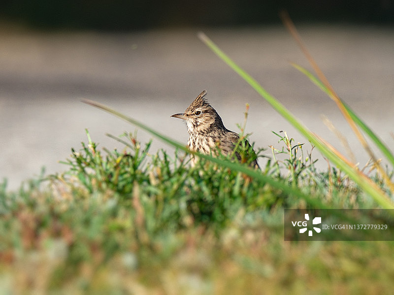 特写：草坪上栖息的棕色小鸟——凤头百灵图片素材
