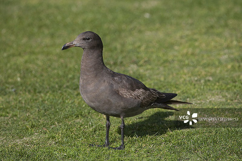 海曼鸥幼鸟图片素材