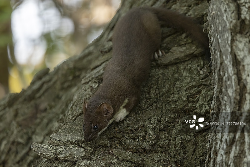 树上的长尾黄鼠狼图片素材