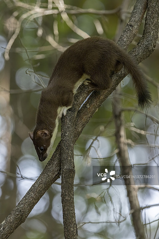 树上的长尾黄鼠狼图片素材