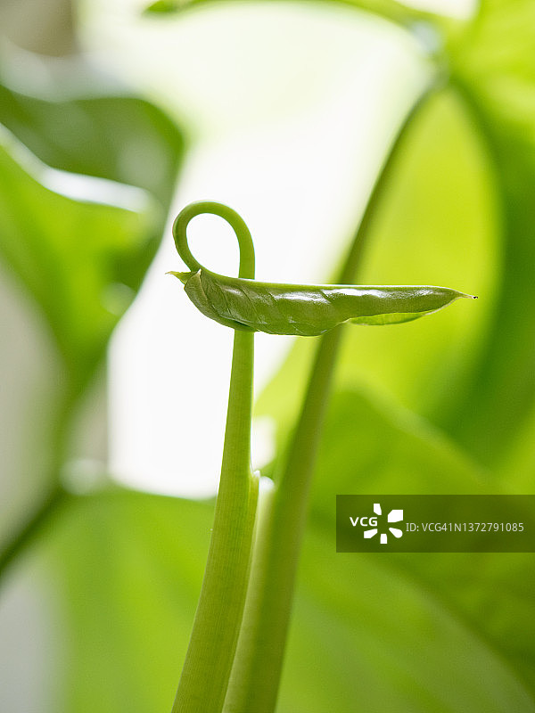 合果芋盆栽的新卷叶图片素材