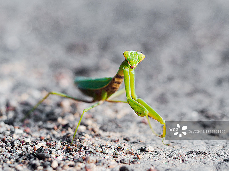 绿色欧洲螳螂特写图片素材