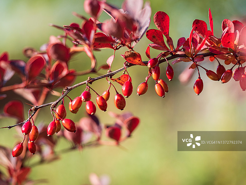 鲜红的伏牛花叶和浆果在绿色背景下的特写图片素材