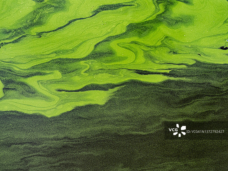 藻华形成的抽象绿色自然背景图片素材