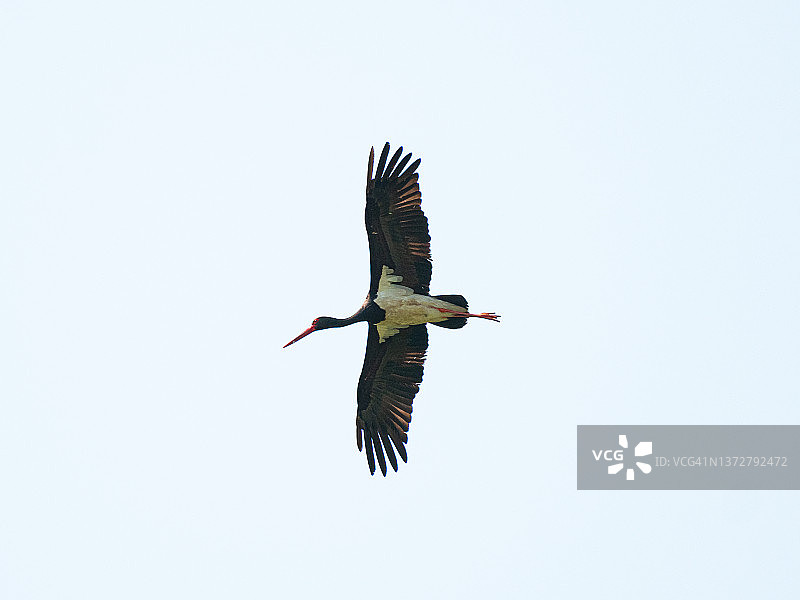 张开翅膀飞翔的黑鹳图片素材