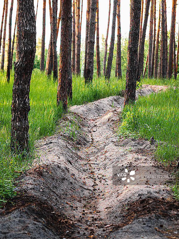 穿过松树林的沙壕，防火线图片素材