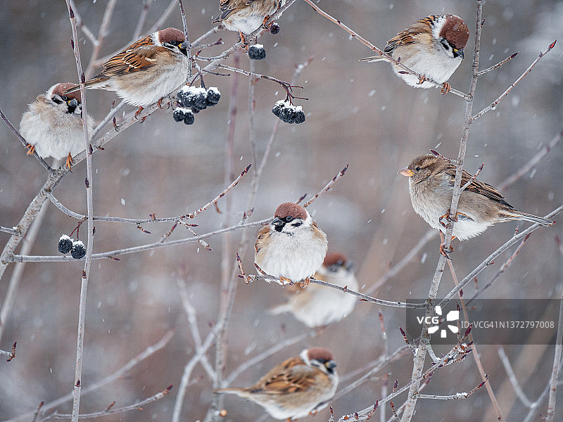 冬季花园雪中麻雀栖息在灌木上特写图片素材
