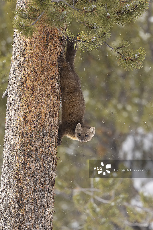 树干上的松貂图片素材