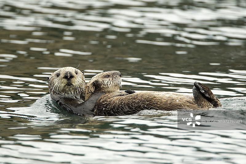 海獭母子图片素材