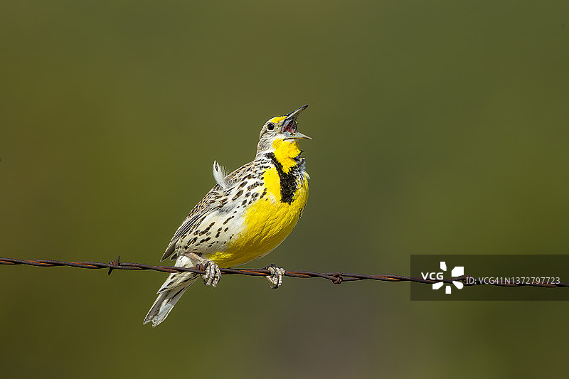 西部草地鹨雄鸟鸣叫图片素材