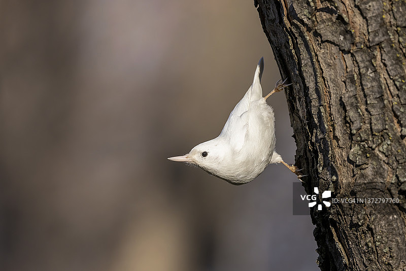 白化白胸䴓图片素材