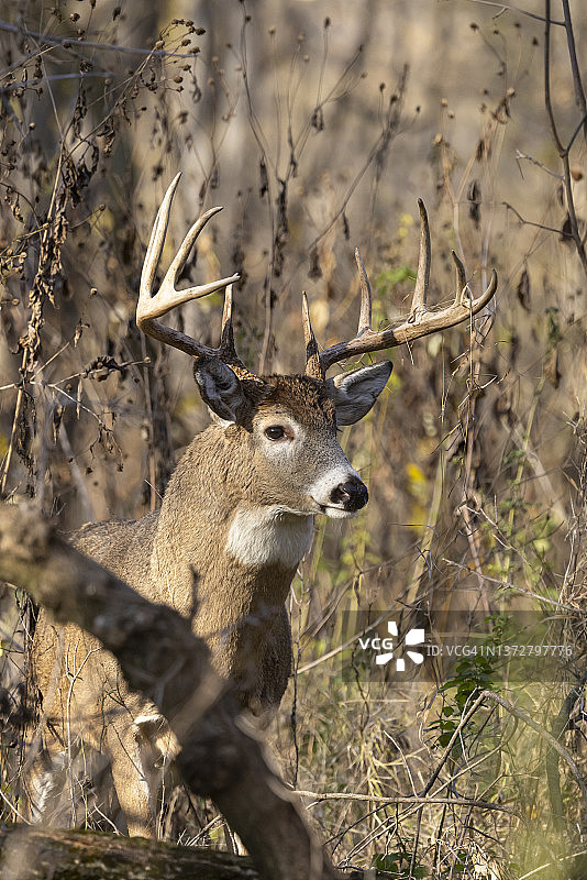 白尾鹿发情期图片素材