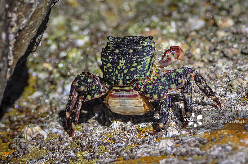 条纹岸蟹的背壳和腿图片素材