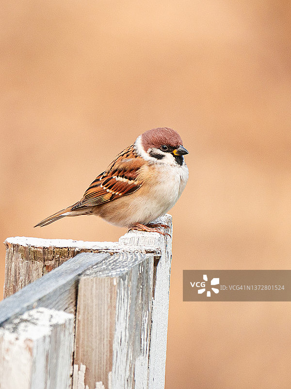 可爱麻雀栖息秋日旧木栅栏图片素材