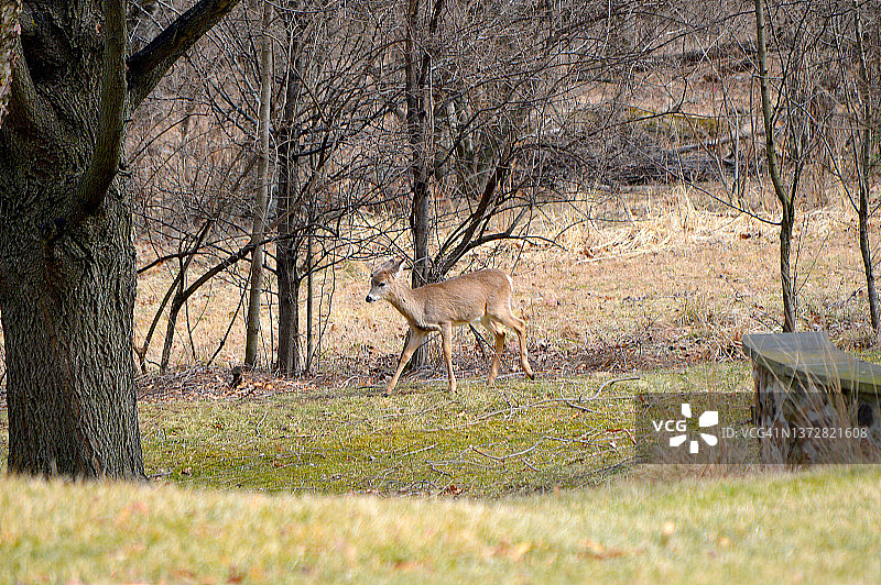 白尾鹿图片素材