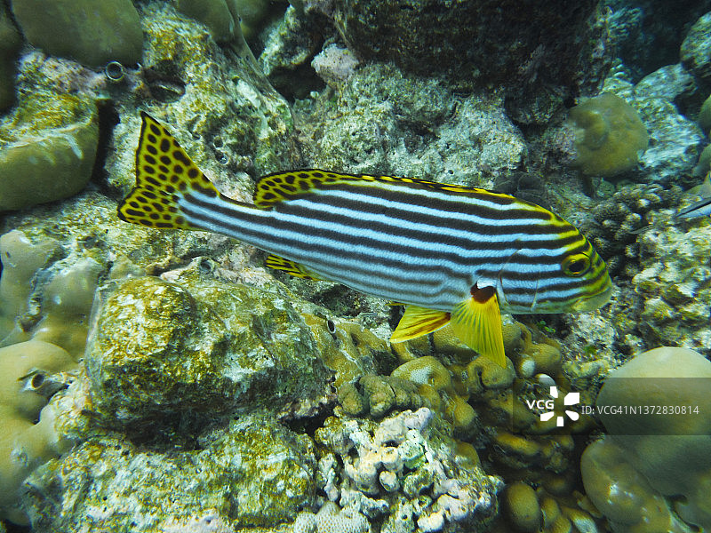 东方石鲈与珊瑚，马尔代夫图片素材