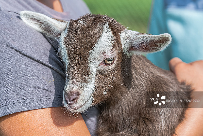 一个人抱着小山羊图片素材