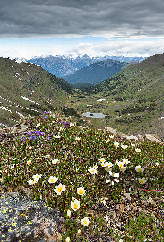 加拿大艾伯塔省弓谷荒野省立公园：白山崖豆花与悬谷图片素材