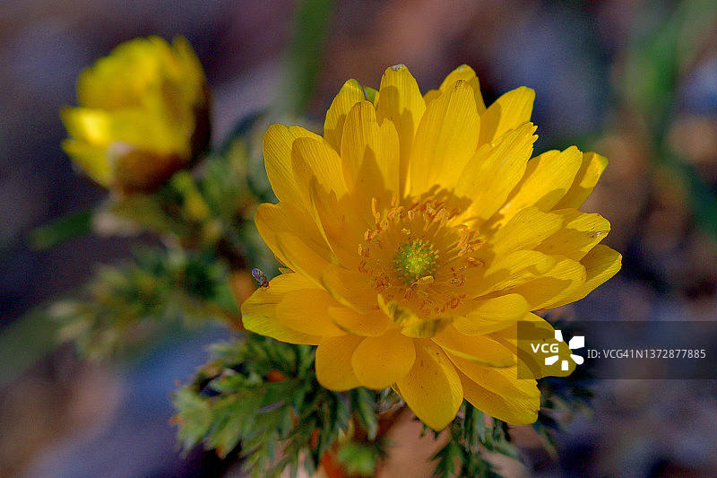 顶冰花图片素材